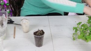 Как сажать черенки Королевской Герани ( пеларгонии ). Домашний цветочный бизнес