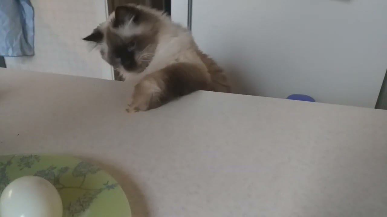 Всё коту масленица