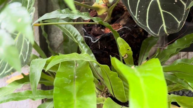 Jungle Garden - New Plant Day смотреть онлайн