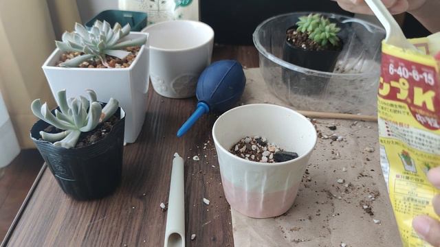 🎉TRASPLANTE DE SUCULENTAS DE COLECCION / SUCULENTAS MEXICANAS , CAMBIO DE MACETA смотреть онлайн