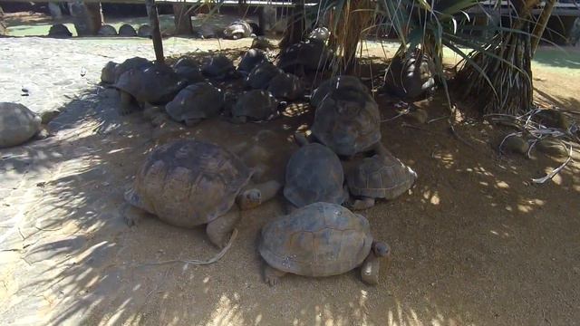 2019 - Маврикий (часть 2)