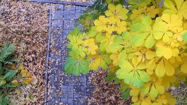 Ветка каштана. Чебоксары. 25 октября 2018 смотреть онлайн