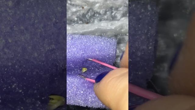 Cotyledon (Seed Leaves) Emerging From Seed Hydroponics смотреть онлайн