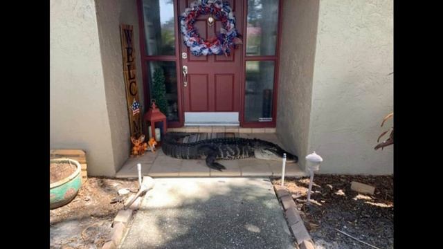 Крокодил запомнил его и пришел... смотреть онлайн