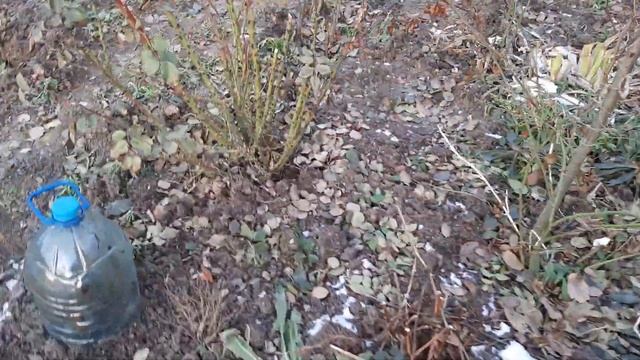 Укрывать или нет, розы в г. Калининграде.Результат