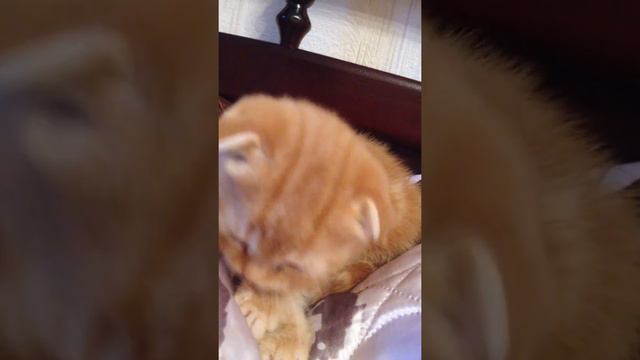 Котенок умывается))) смотреть онлайн