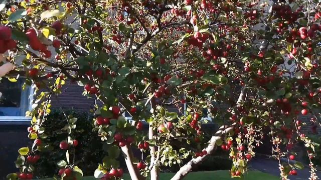 Райские Яблочки SCOTLAND/CRAB APPLE TREE EDINBURGH смотреть онлайн