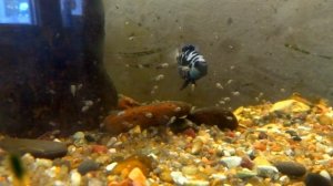 Голубой тигровый попугай в аквариуме. Рыба нерестится каждый месяц. Разведение попугаев.