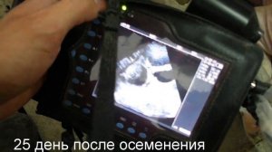 Узи свиньи  25 день ( Ultrasound examination of the pigs on the 25th day after insemination)