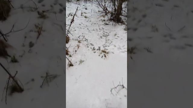След зайца, лося, тетерева на снегу смотреть онлайн