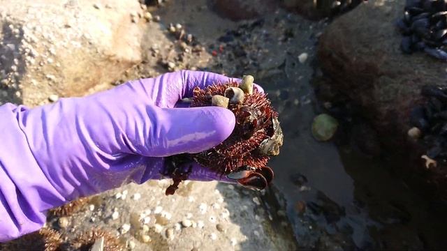 Сбор морских ежей в Магадане. Collection of sea urchins in Magadan. смотреть онлайн