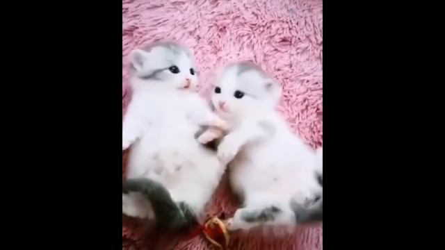 История про Надю и её 40 кошек смотреть онлайн