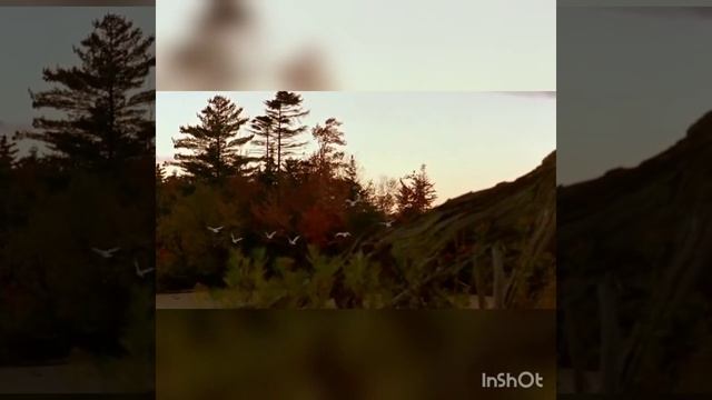 SilMi - Long Distance Migration