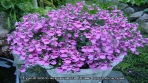 Бакопа ампельная  — выращивание, уход, посадка