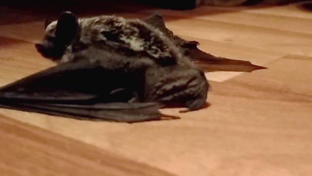 Нетопырь смотреть онлайн