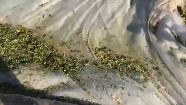 Измельчение стеблей малины . Измельчитель Salamandra смотреть онлайн