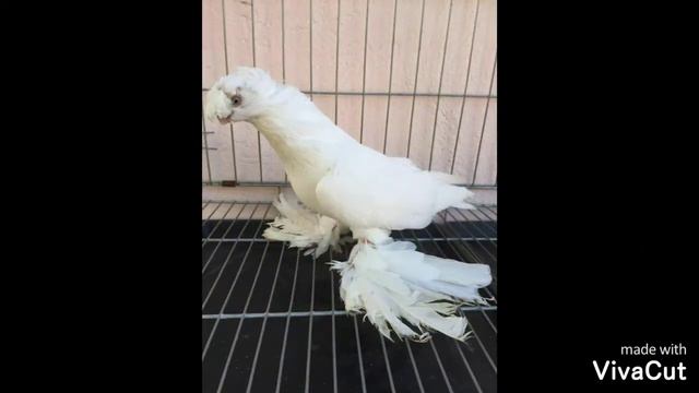 Выставочные голуби N'2 ZOTOR KABUTARLAR смотреть онлайн