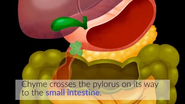 The digestive system in the human body for kids - Smile and Learn смотреть онлайн