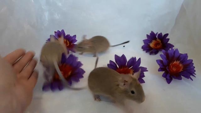 Дегу. Помет Б. Питомник "Familie-degu" смотреть онлайн