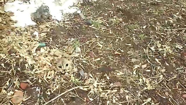 правда и ли лож миф ,вызов лесного дровосека смотреть онлайн