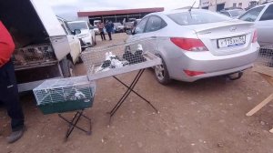 Выставка-ярмарка голубей. г Сорочинск. 19.09.20.