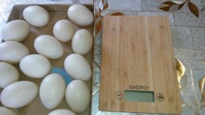 Продаю  инкубационное яйцо индоуток тяжелых линий. Вес яйца.