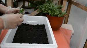 Черенкование вербены.