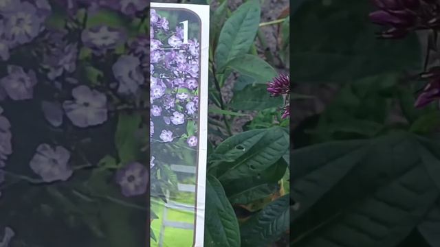 ФЛОКС БОРДЮРНЫЙ КАК НА КАРТИНКЕ #shorts #садвцветах #флоксы смотреть онлайн