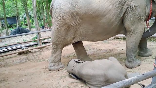With subtitles ใบบุญ นอนตื่นสาย (ทำไมถึงนอนตื่นสาย) смотреть онлайн