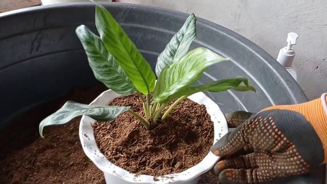 AGLAONEMA PLANT - Best Soil Mix смотреть онлайн