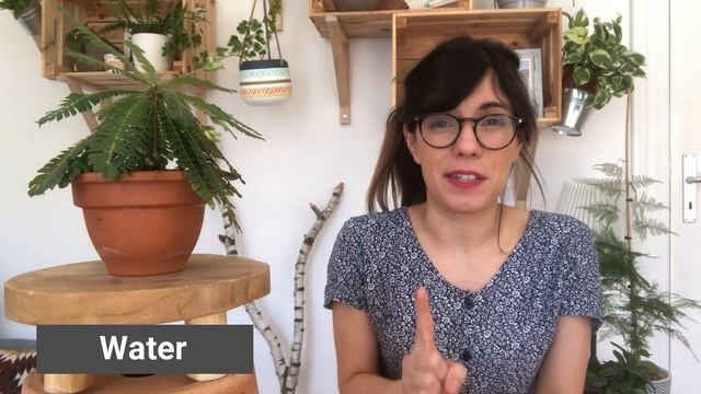 Biophytum Sensitivum care | Sensitive plant смотреть онлайн