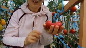 сортовой томат ЧИО ЧИО САН обзор