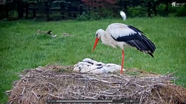 Приют. Чехия. Аисты. 2016.05.24 смотреть онлайн