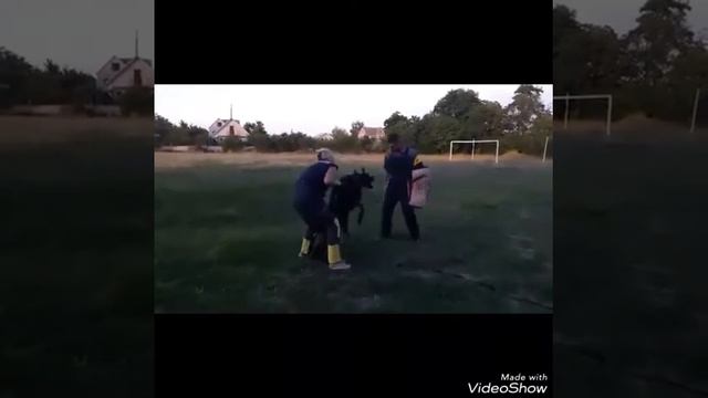 Doberman. Protection Training. IPO. Teraline President (Duglas). Доберман Дуглас.