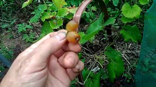 Кишмиш Велес созрел ,стоит растить , удачный сорт. смотреть онлайн