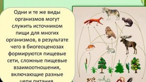 Как  образуются  пищевые  цепи