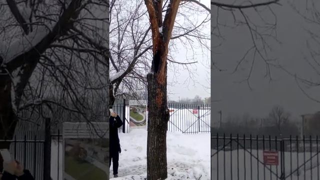 Дятел зимой !!!!!!!!!?? смотреть онлайн