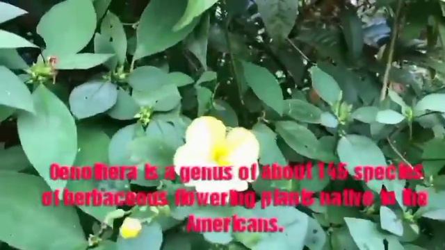 Health benefits of Evening primrose Oil in malayalam/Oenothera/Wild plant. смотреть онлайн