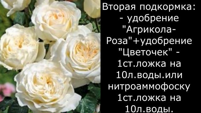 Все, все о подкормках роз. Индикаторы недостатка питательных веществ. смотреть онлайн