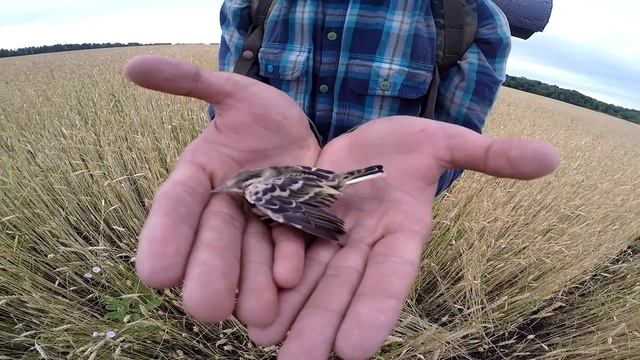 Большой поход в Самарскую Луку 2015. смотреть онлайн