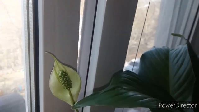 ТОЛЬКО В РОССИИ ПОХ*ИЗМ ДЕВИЗ БЕССТРАШИЯ!САЛАТ ВЫДУМКА!МНОГО ЗЕЛЁНОГО!