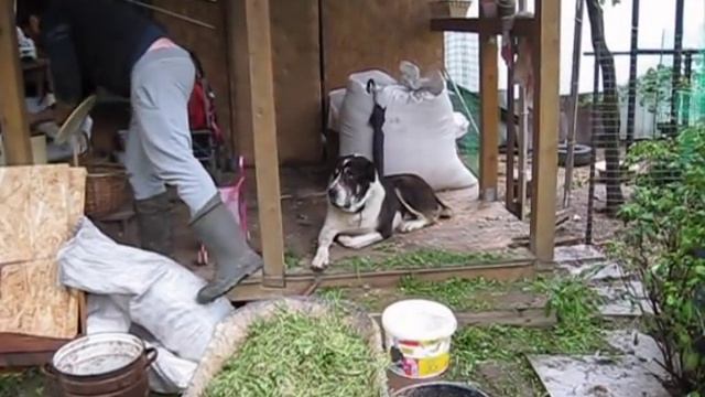 индюки, кормление и затраты //переезд в деревню смотреть онлайн