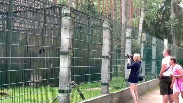Медведь в клетке в Беловежской пуще смотреть онлайн