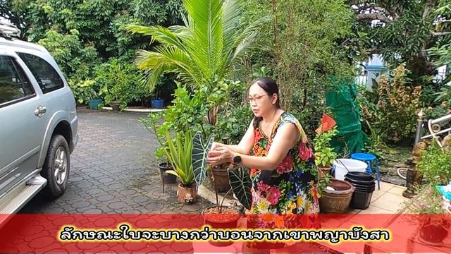 Ep26 : 10 พ.ย.64 รับน้องใหม่เข้าบ้าน_บอนดำสตูลลายก้างปลา смотреть онлайн