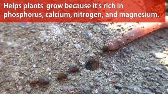 Garden Robots: Vermi-composting by Earthworms in Gardening | What are Worm Castings? смотреть онлайн