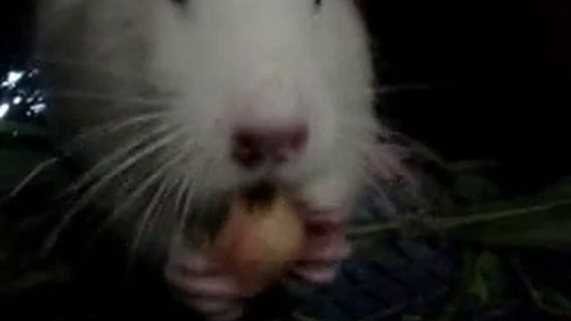 нутрия очень умное,чистое животное. смотреть онлайн