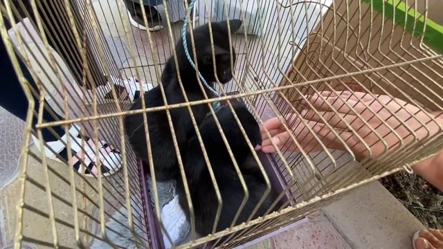 #ВЛОГ Как мы завели котенка. Шотландский вислоухий. Делаем паспорт Ане смотреть онлайн