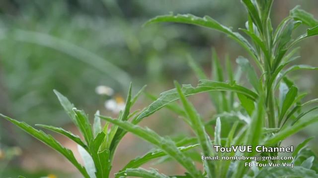 Leej muam dai siab zaj dab neeg teb 5/20/2023 смотреть онлайн