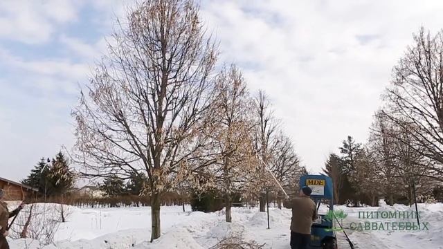 Обрезка взрослых лип в парке при "Питомнике Савватеевых" смотреть онлайн