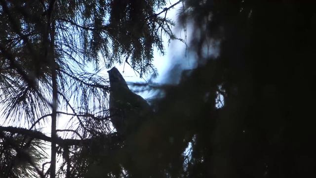 Манки на рябчика "Чемпион" смотреть онлайн